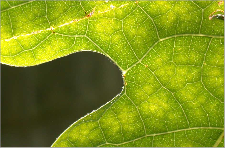 sassafras, leaf form