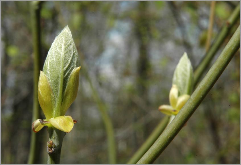 sassafras leaves