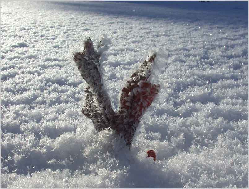 snow oak textures