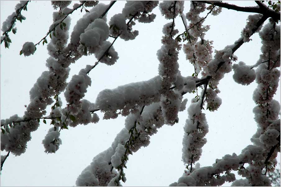 snow on cherry blossoms