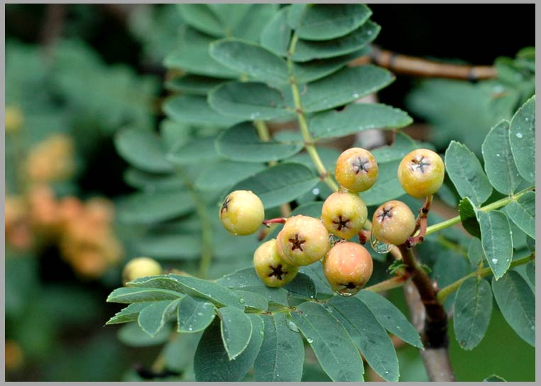 european mountain ash