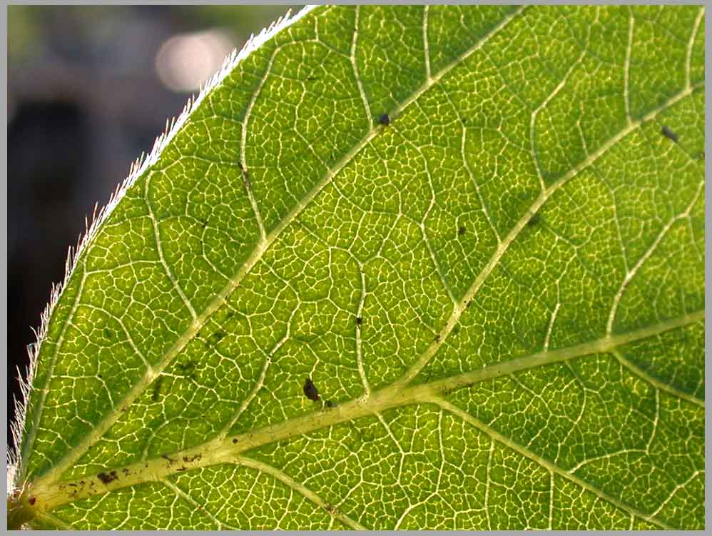 june soybean leaf