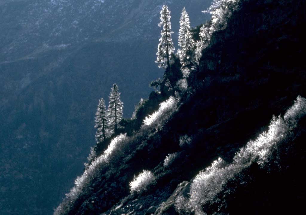 alpine spruce forest