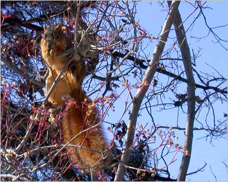 squirrel in dogwood