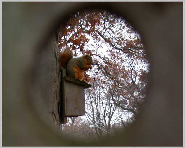 squirrel through fence