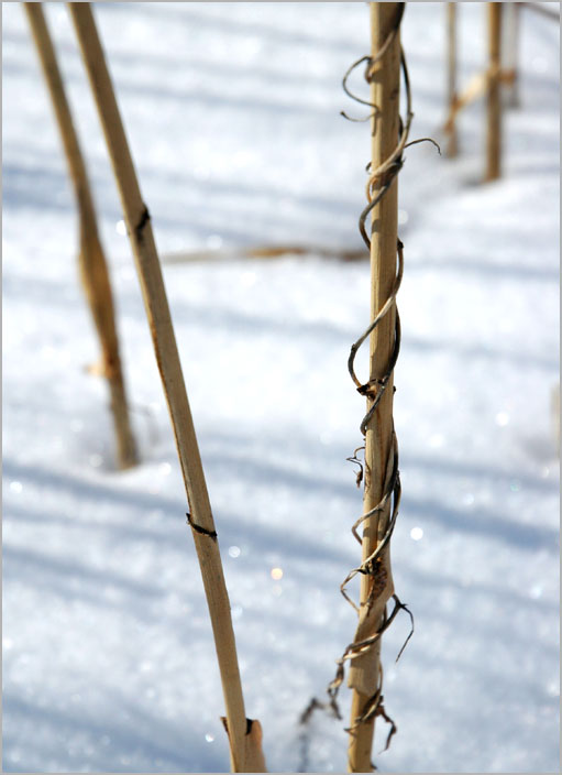 stalks, simple and complex