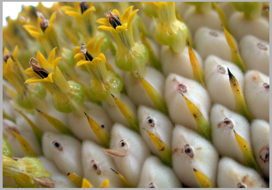 sunflowers to seeds