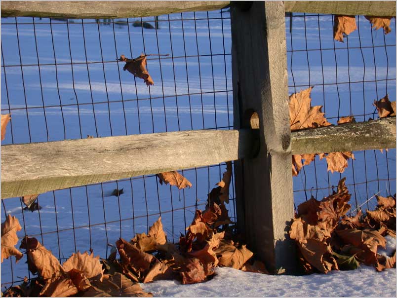 sycamore leaves, snow fence