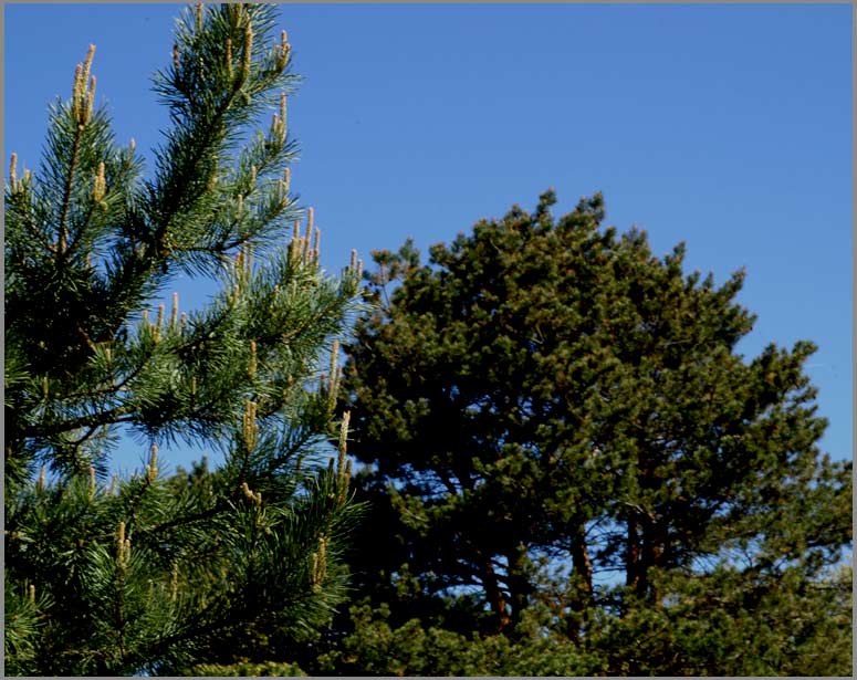 pine, texture differences