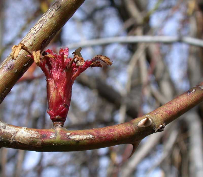 thorn and leafbud spring