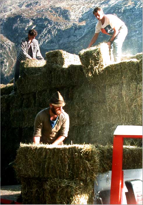 unloading hay, the alps