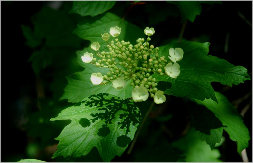 viburnum flowers