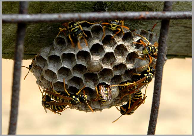 wasps at work
