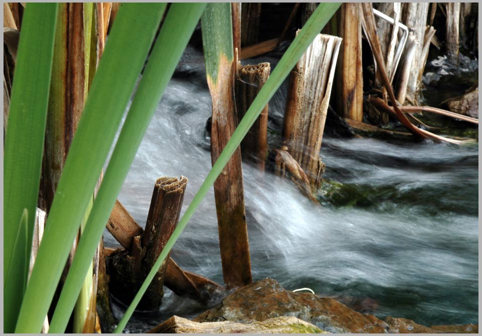 water through reeds