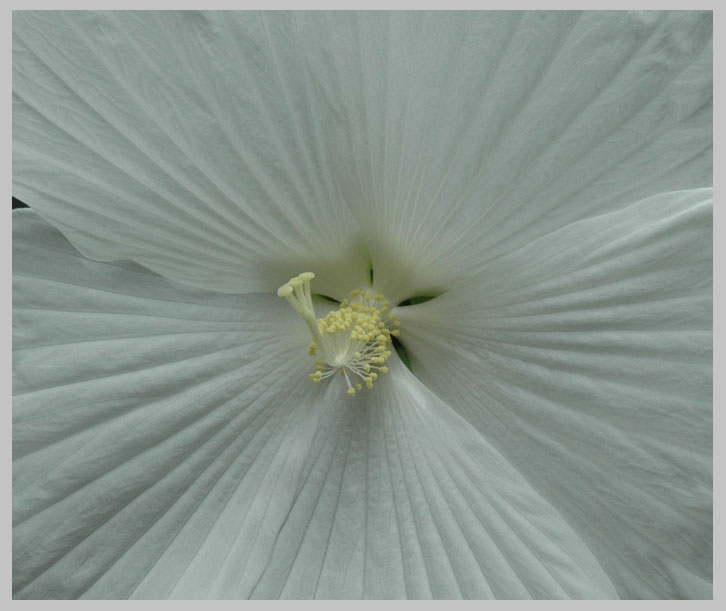 center, white hibiscus