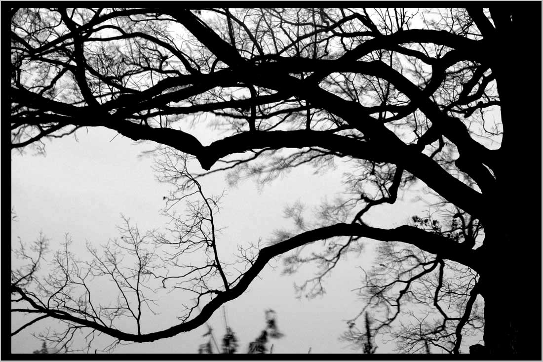 whiteoak, night branches
