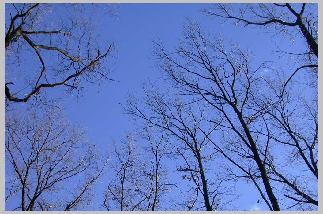 winter foirest