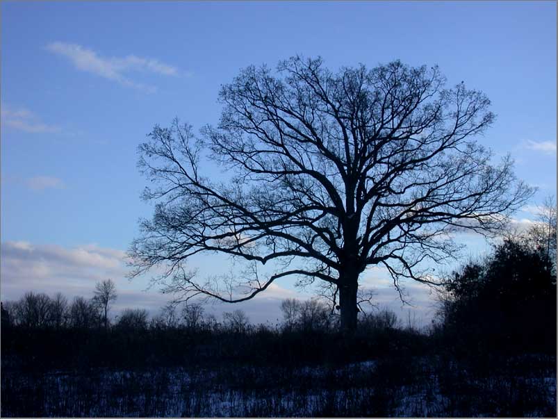 winter oak