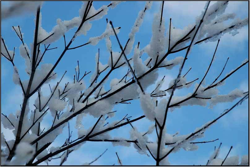 winter japanese maple