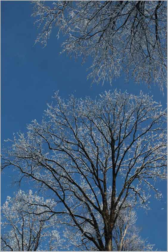 winter swamp white oaks