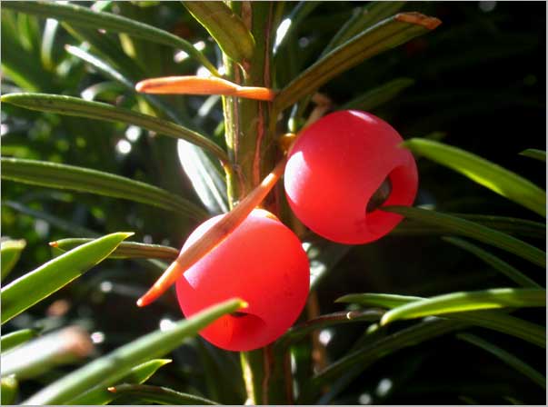 yew drupes